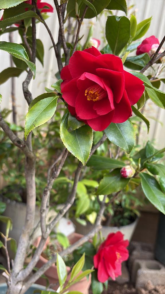 彩葉 かずき【艶麗】